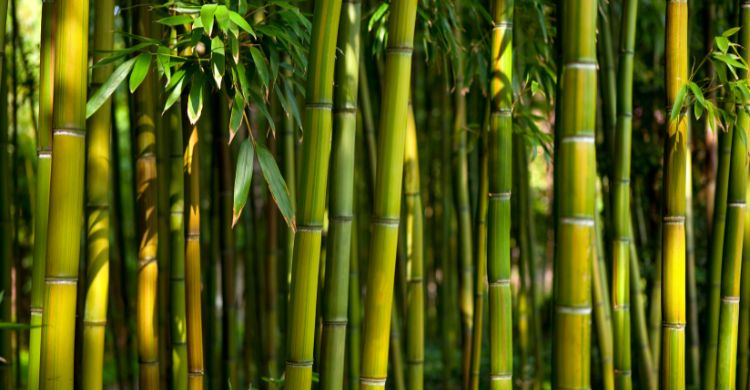 Bamboo Cluster in Madhya Pradesh: Paving the Way for Sustainable Economic Growth by Seagull Venture